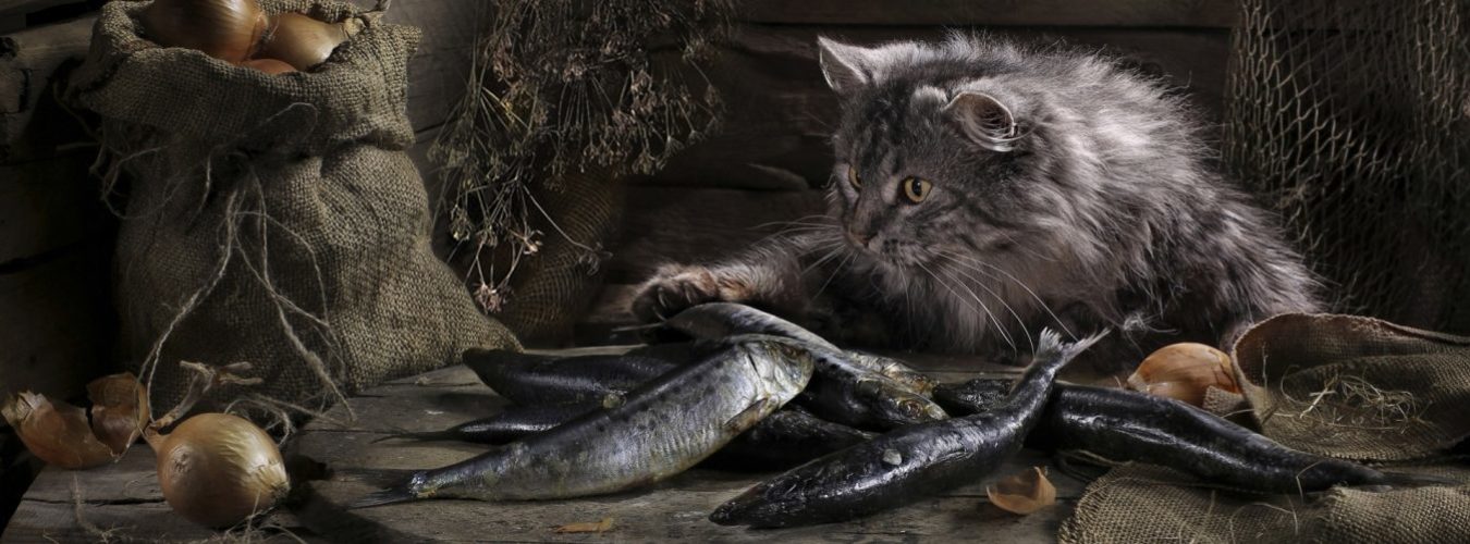 Cat and fish
